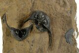 Onnia Trilobite Cluster - Blekos, Morocco #381642-3